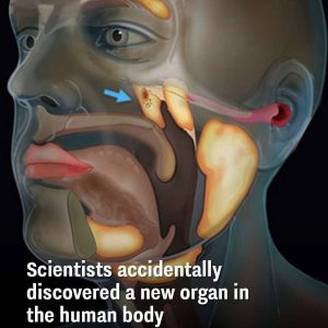 Scientists accidentally discovered a new organ in the human body