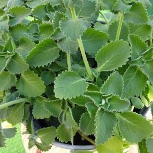 Just 1 oregano leaf a day and you won’t suffer from any more…