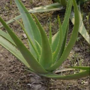 Just a piece of aloe vera and you will no longer suffer…