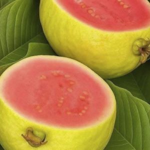 Guava and Its Leaves: A Natural Ally in the Fight Against Diabetes