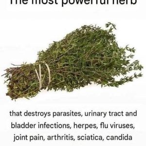 THE MOST POTENT HERB THAT DESTROYS PARASITES, URINARY TRACT
