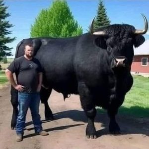 I recently invested $6,500 in this registered Black Angus bull
