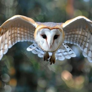 Did you know that an owl might be flying near your home at night? Posted onOctober 4, 2025 ByadminNo Commentson Did you know that an owl might be flying near your home at night?