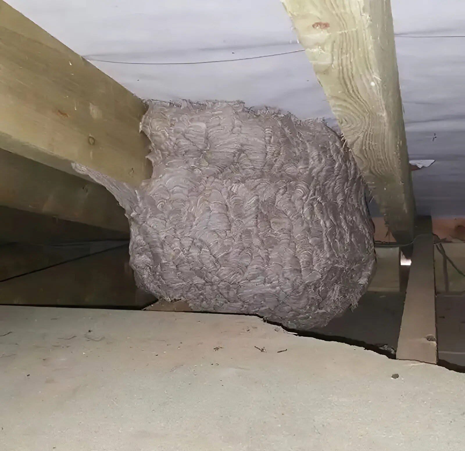 A Man Investigates His Attic and Discovers Something Unexpected